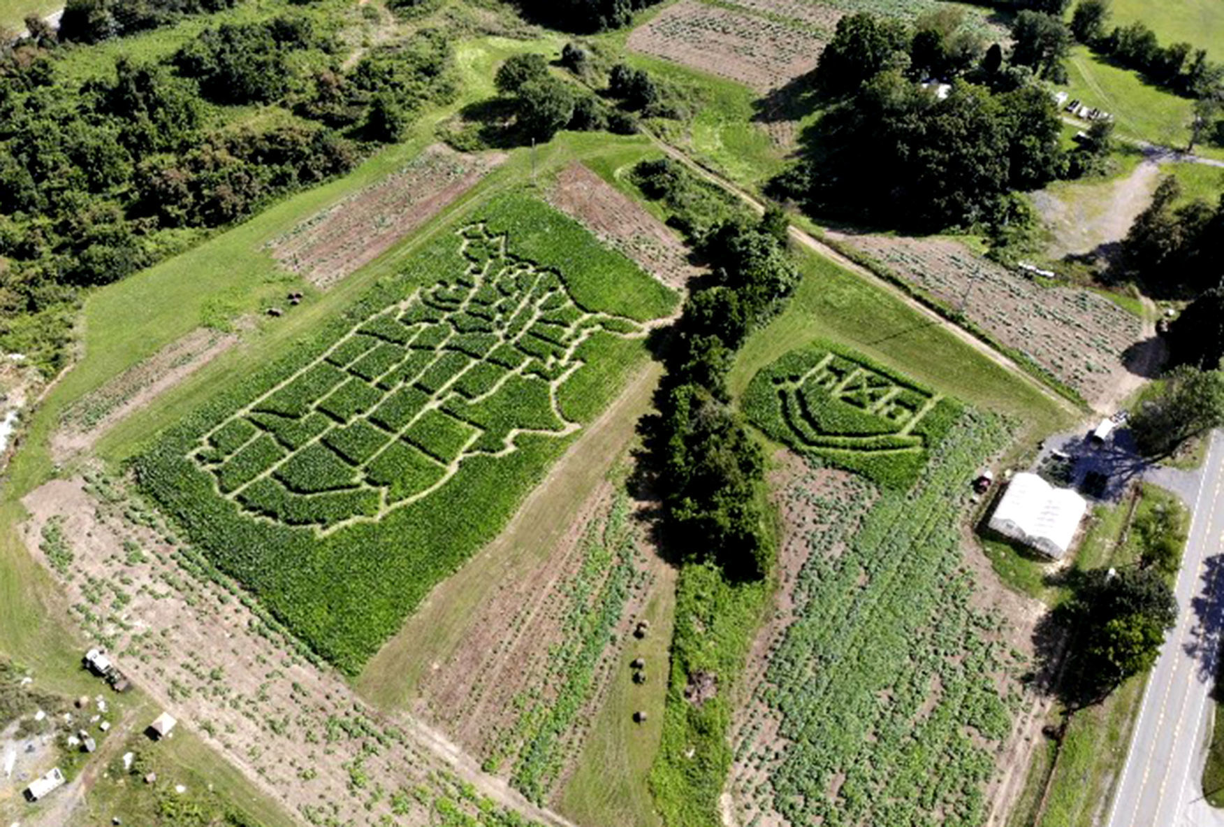 Corn Maze Lee Highway Farms 03